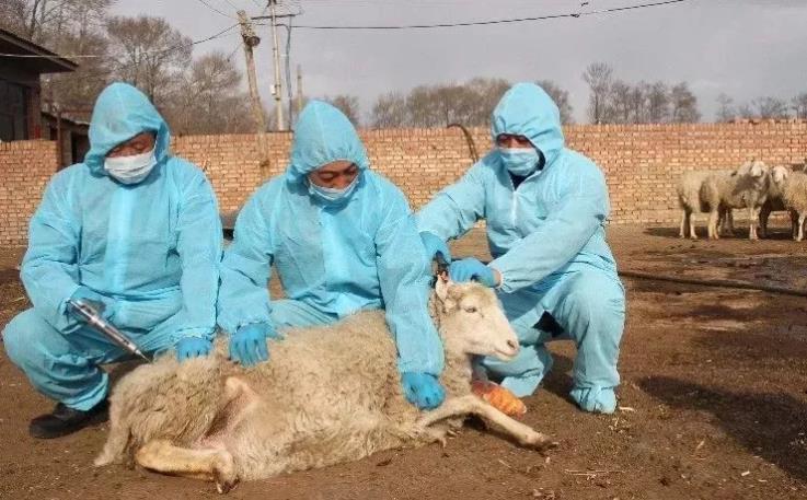 导致羊突然死亡的几种疾病（夏季最常见）