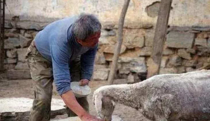 养羊万万不可缺盐！给羊喂盐的三种方法你喂对了吗