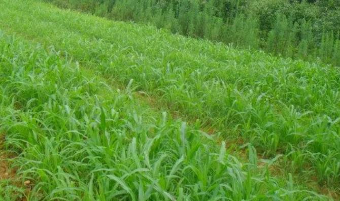 这东西不敢喂牛羊！严重者1小时死亡！