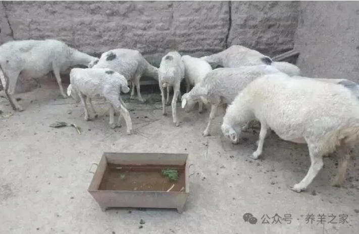 90斤重的活羊，屠宰剔骨后还剩多少斤纯肉？