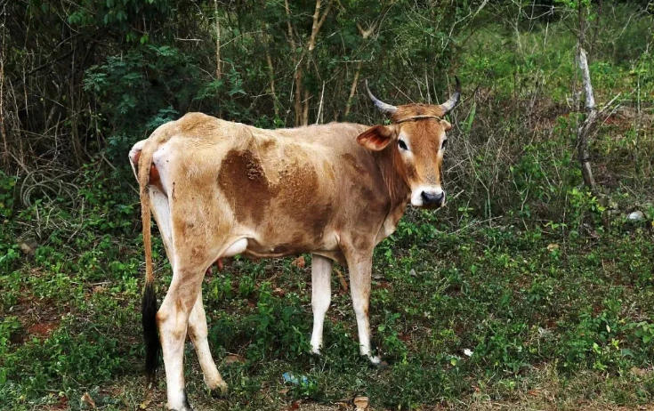 牛毛不光滑的原因，养牛户千万不可小觑！