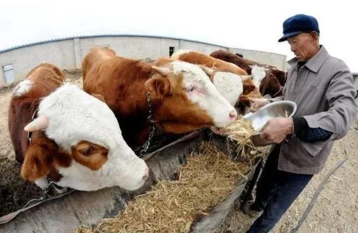 牛经常打架、爬跨影响增重怎么办？