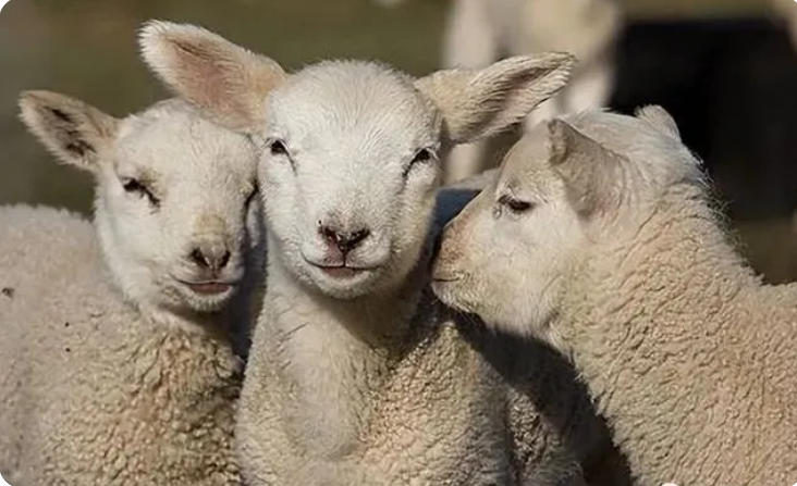 羊羔为啥要断尾？小羊羔断尾的最佳时间是多久？