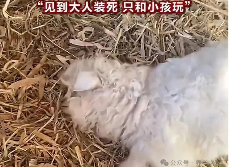 宁夏“装死”小羊身价飙至30万元，专家称可人工繁殖更多只