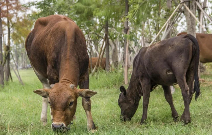 养牛误区：别让草，害了你家牛！ ​都是损失！
