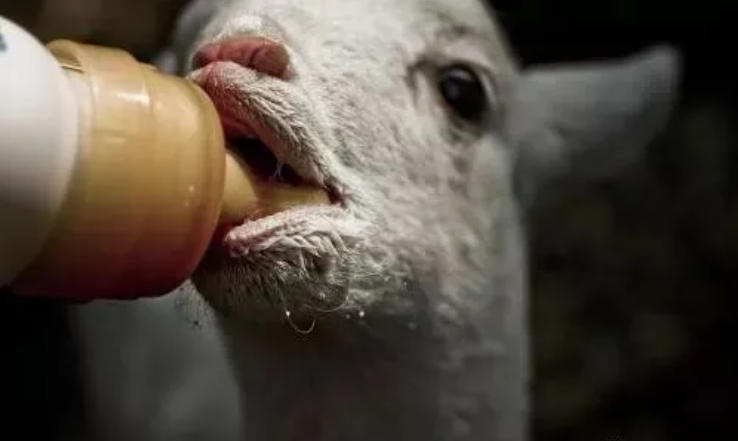 新生羔羊瘫软有奶结怎么办？