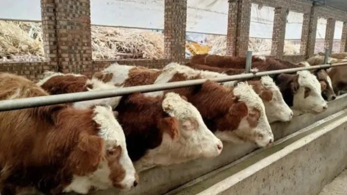 肉牛喂青贮和干草的比例多少？要明白！