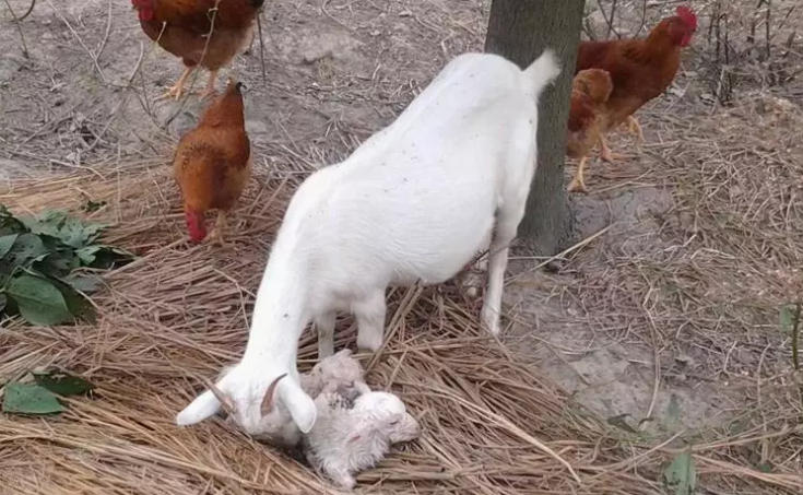 春季羔羊常发这种病，发病时很吓人！治疗却很简单！