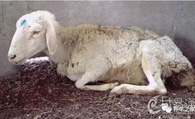 夏天害死羊的五大“杀手”！躲着点~